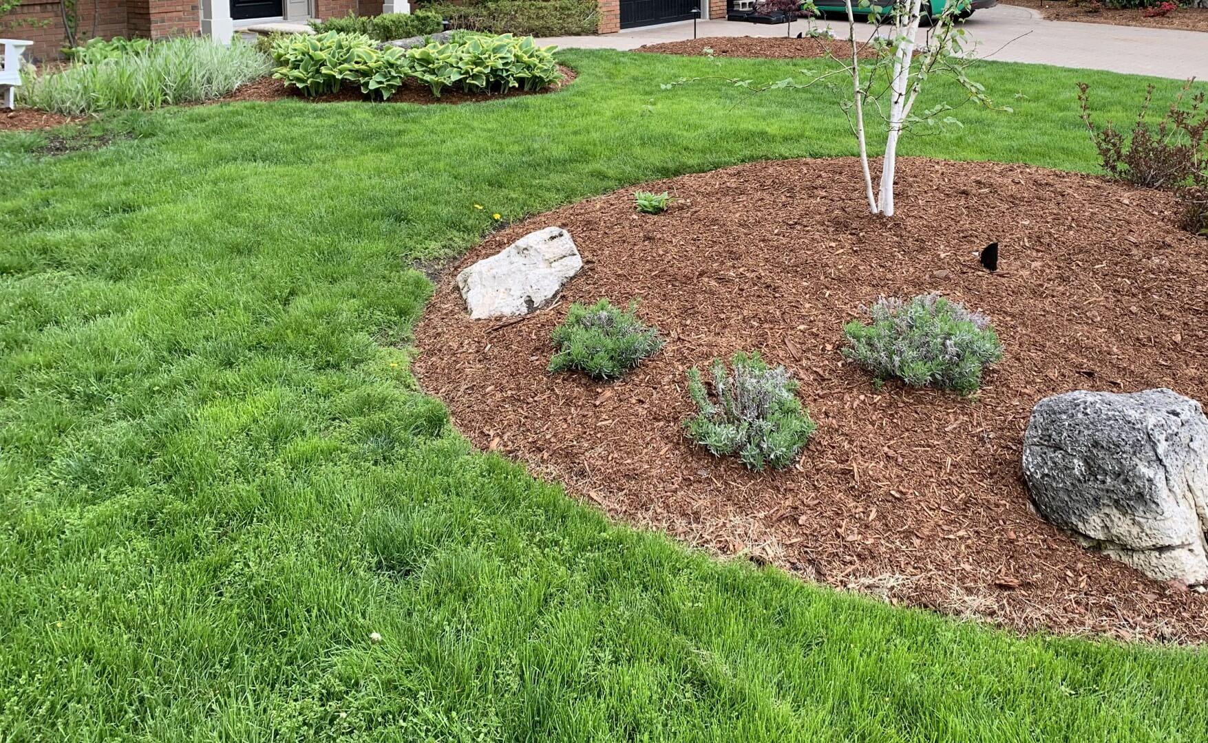 Application of mulch in a garden