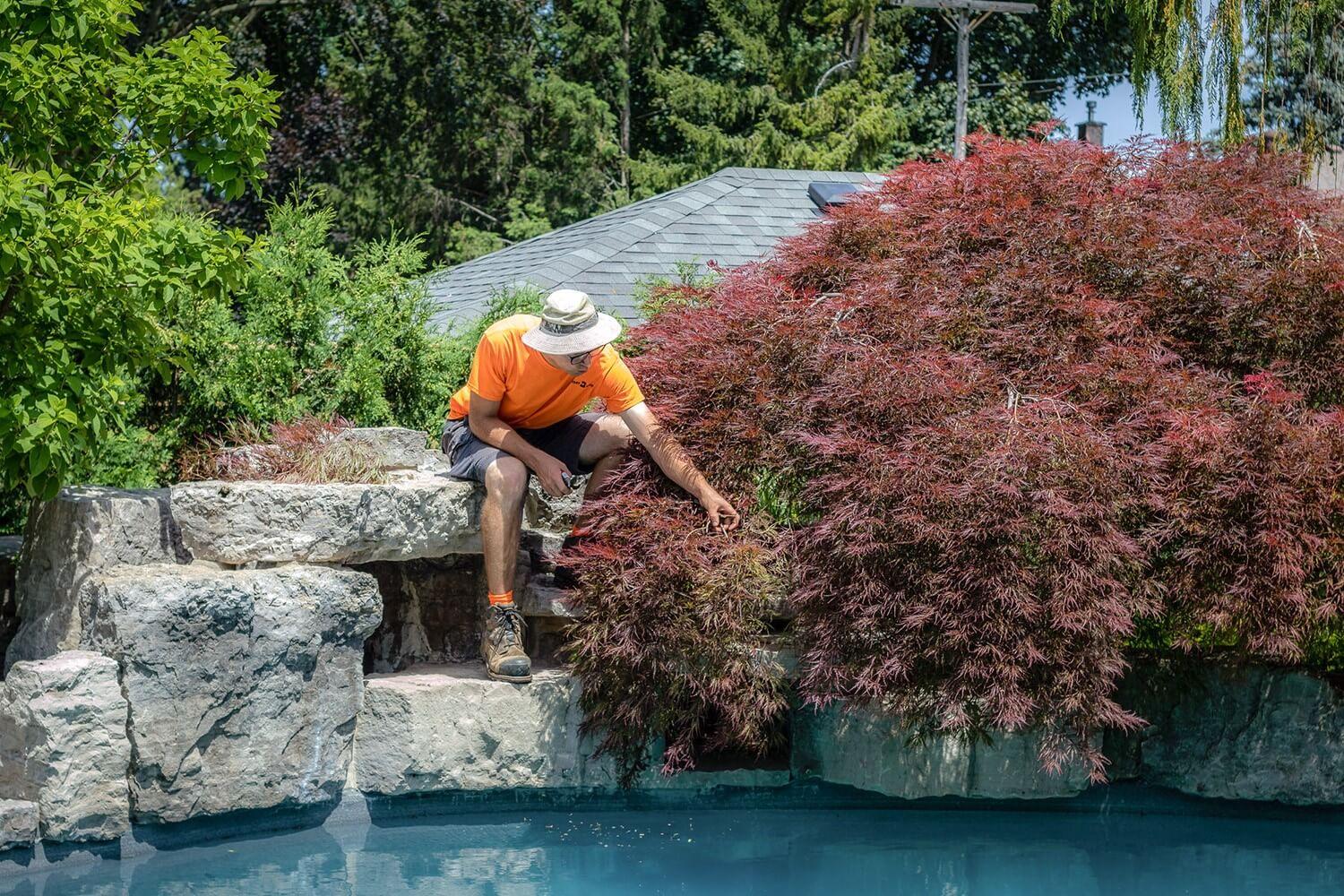 Professional trimming bushes by in-ground pool