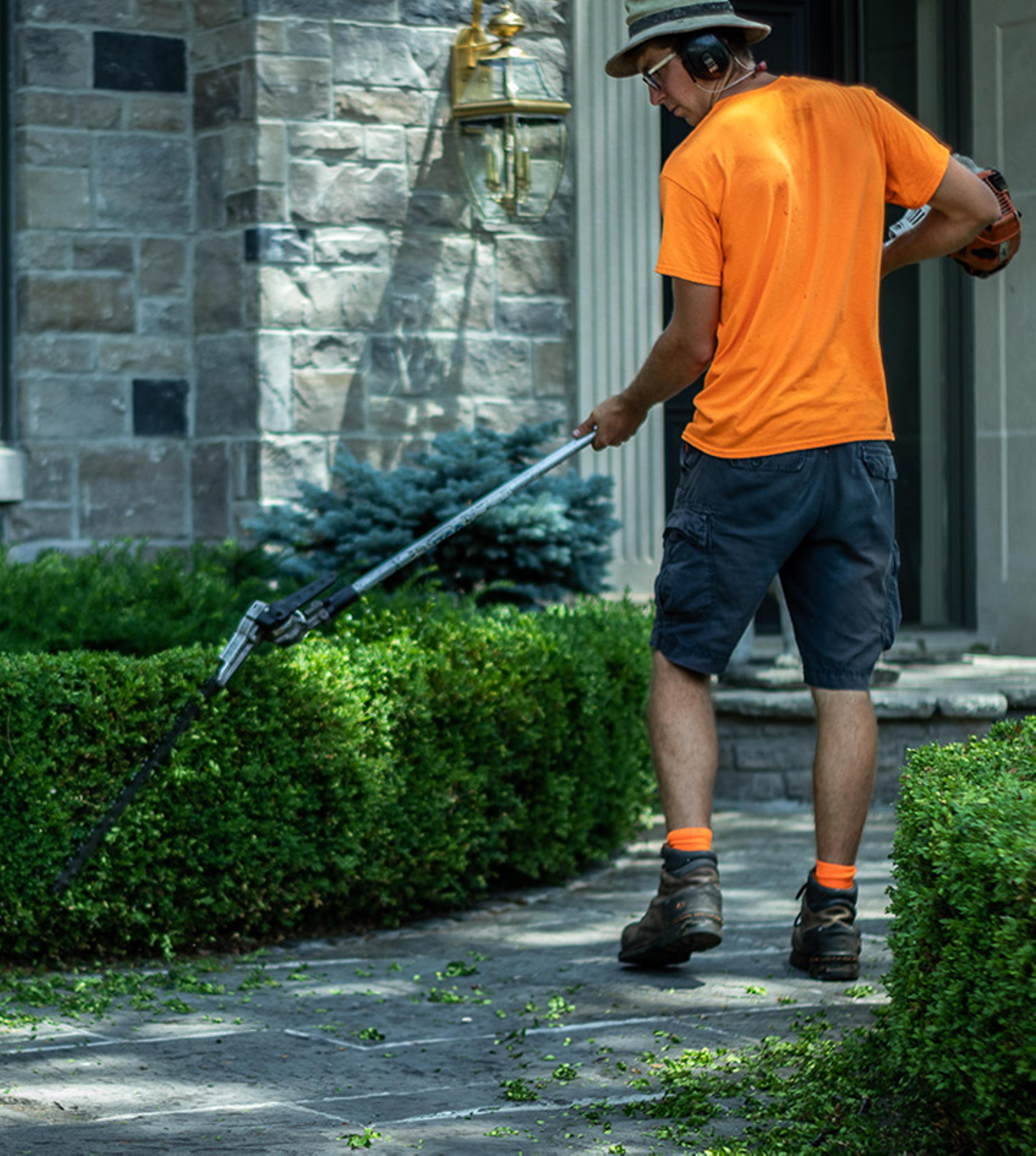 Professional trimming garden bushes