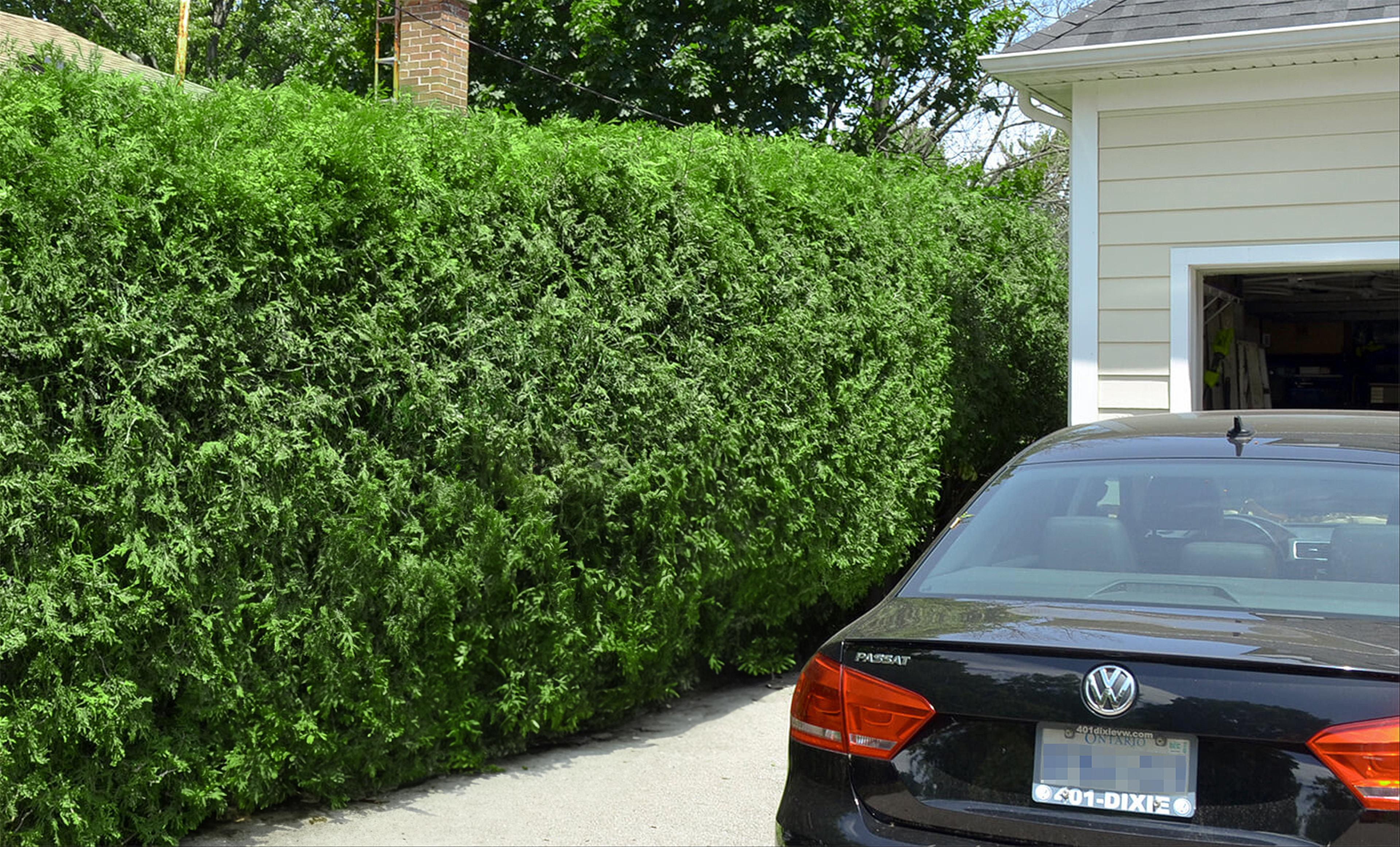 Before image of hedges