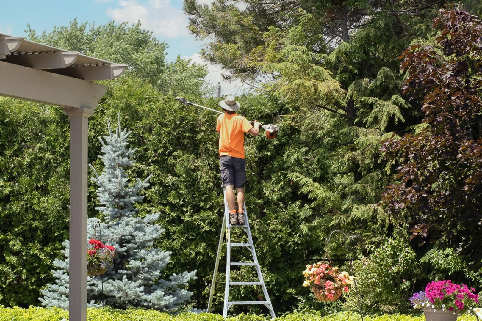 Professional hedge trimming service results