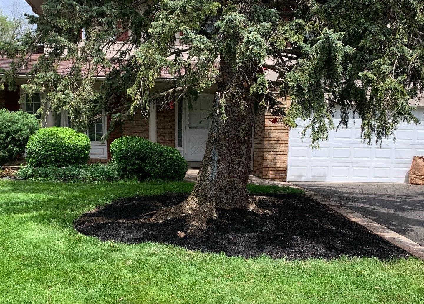 Tree and Hedge Trimming image