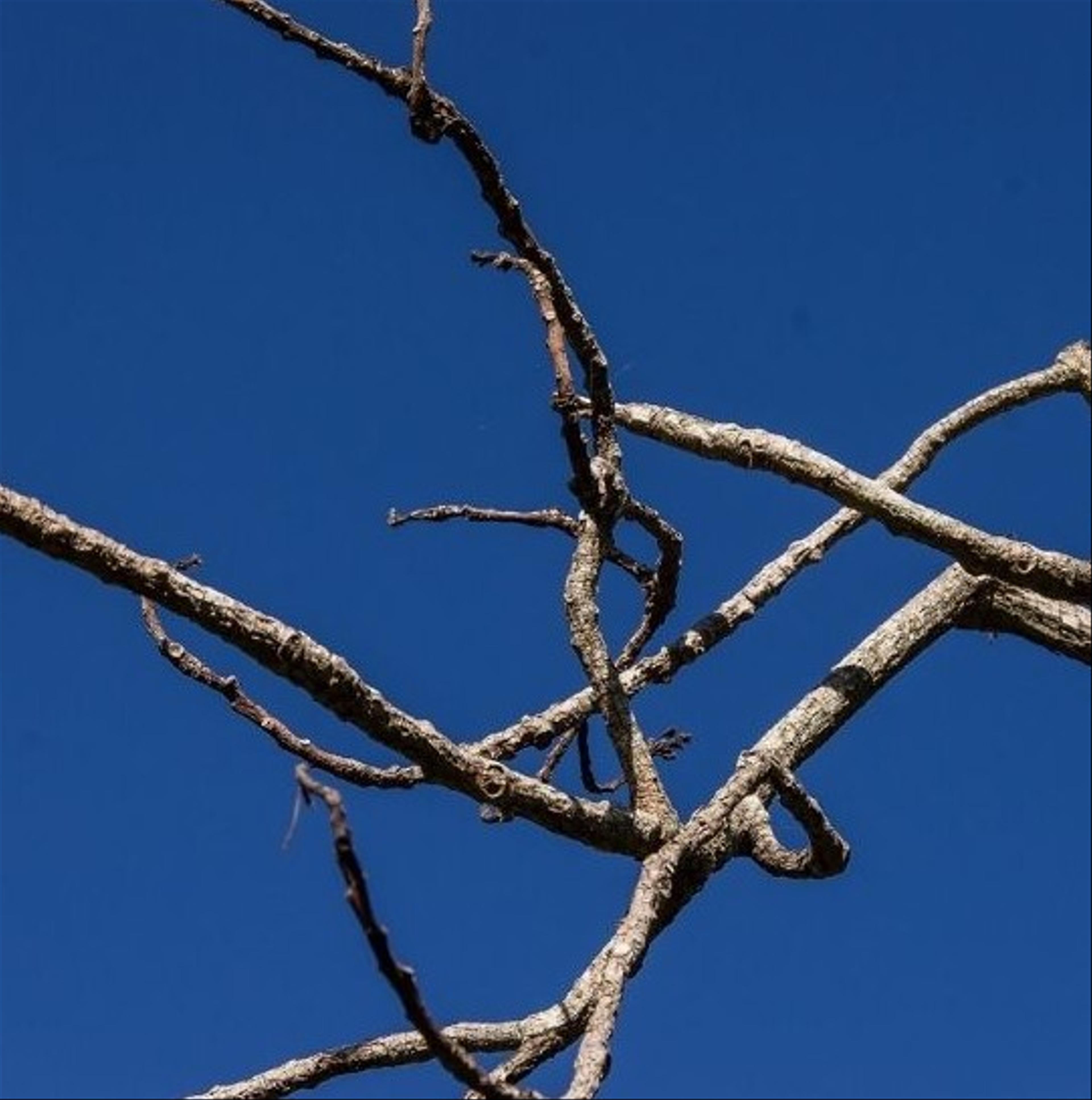 Dead branches