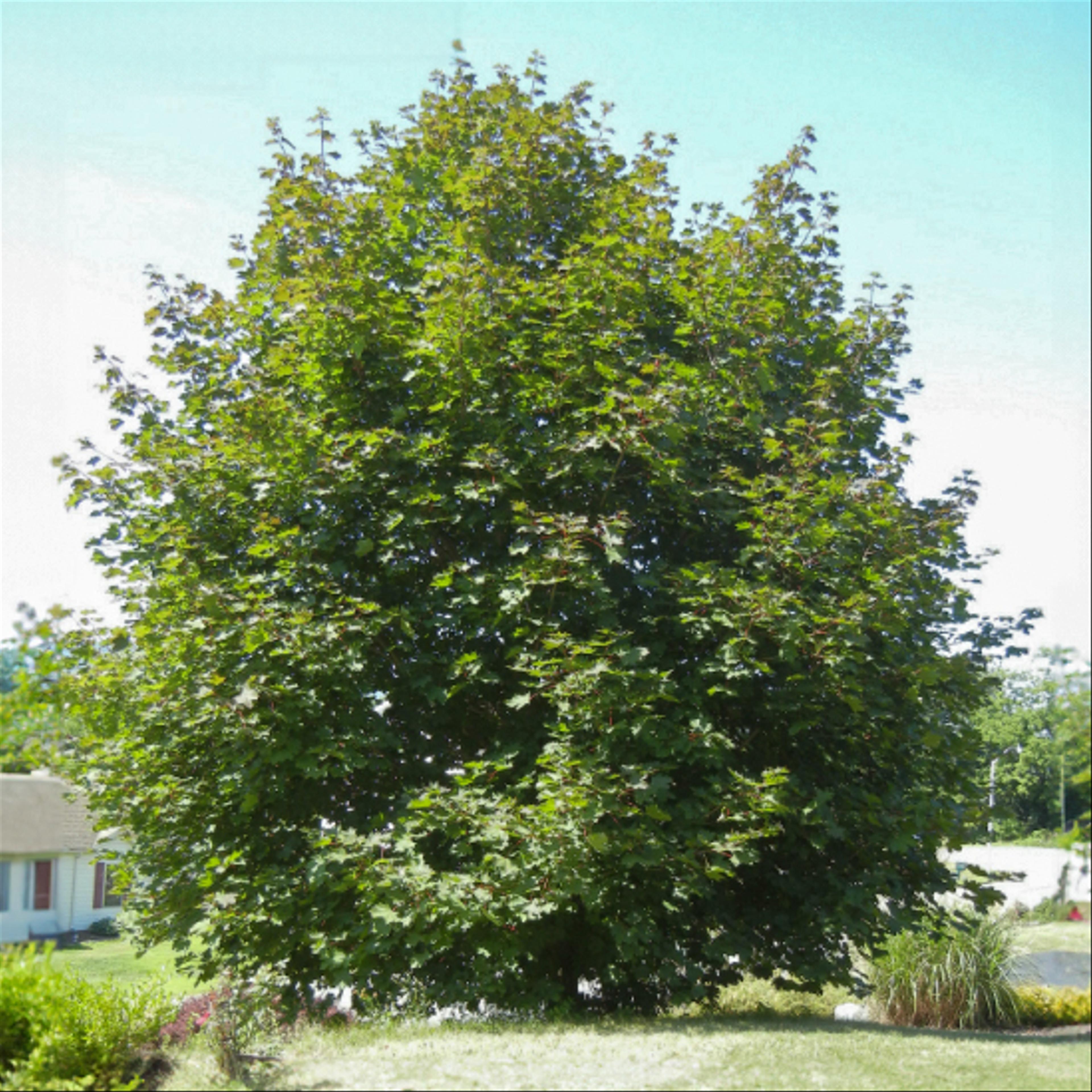 Overgrown tree