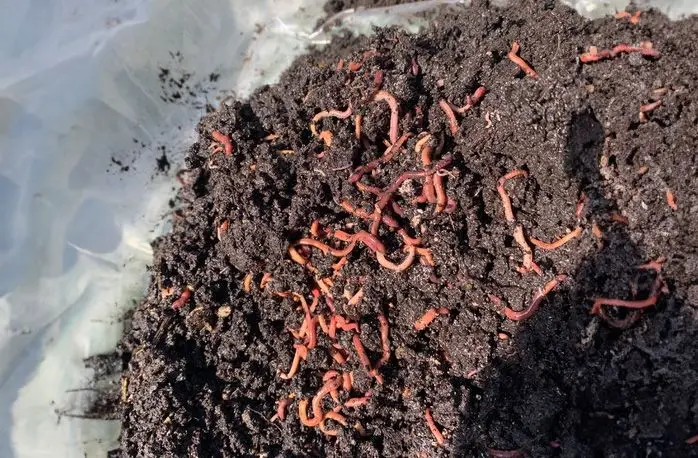 Notes From My Garden Shed 2: Vermicomposting… What Is That???